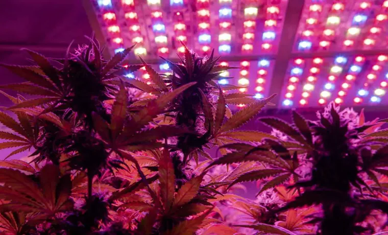 what to look for in an led grow light marijuana