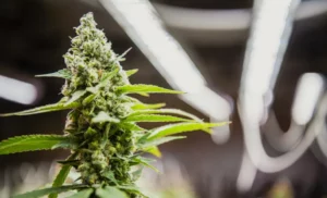 What to Look for in an LED Grow Light for Marijuana: The Essential Guide