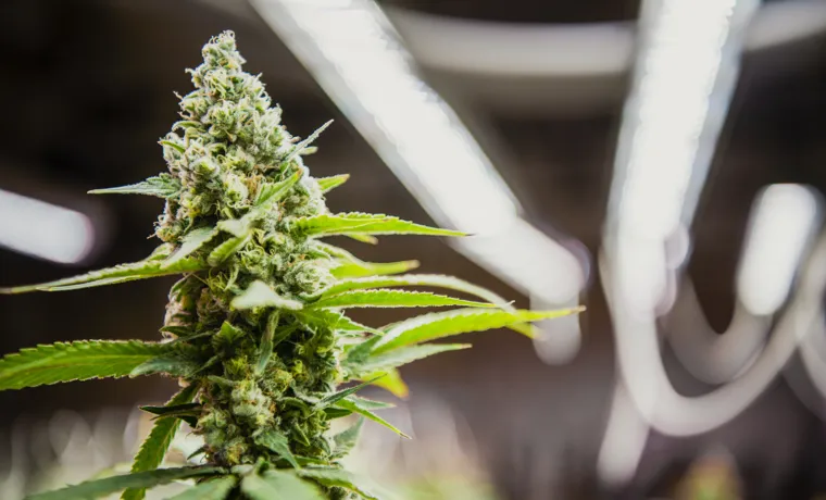 what to look for in an led grow light marijuana