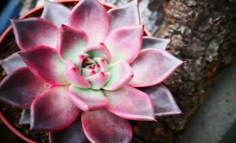 what wattage led grow light do i need for succulents