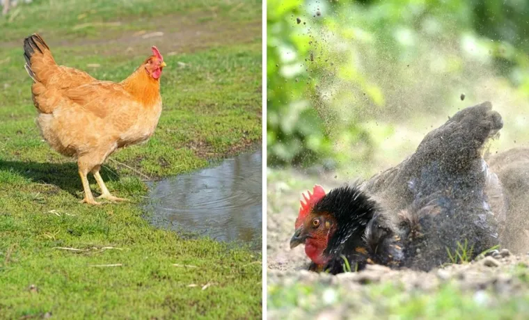 do chickens like water misters