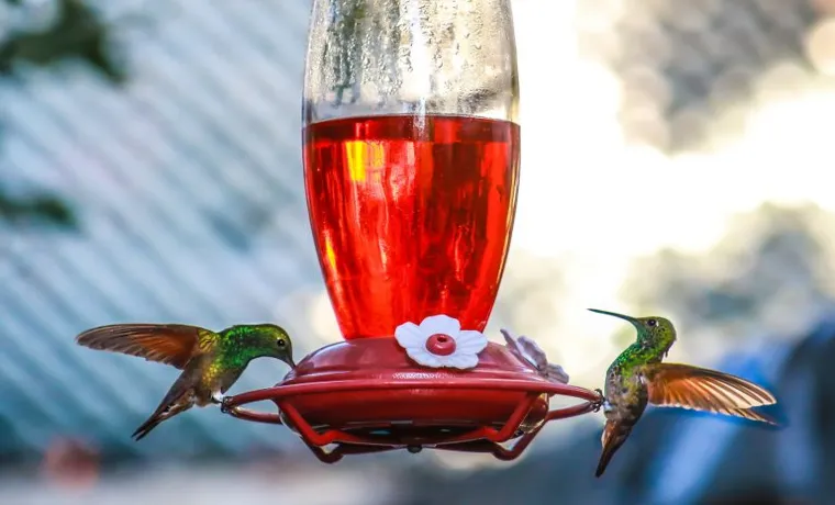 do hummingbirds like water misters