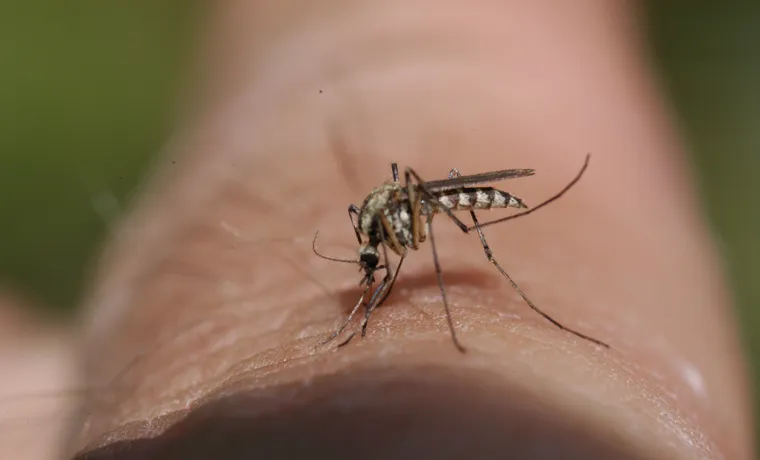 do water misters keep mosquitoes away