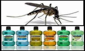 Do Water Misters Keep Mosquitoes Away? Find Out the Truth Here!